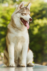 Dog. Portrait on the lawn in the urban environment. Portrait of Siberian Husky