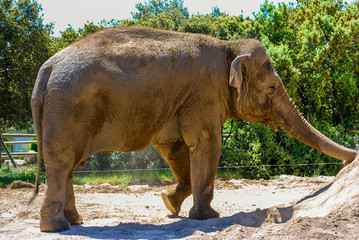 Un éléphant.