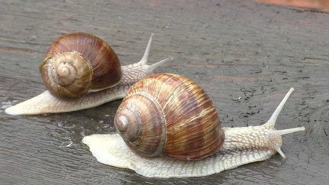 Two snail crawl and play on the wooden table
