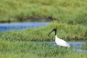 Black-headed Ibis in Pottuvil, Sri Lanka