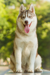 Dog. Portrait on the lawn in the urban environment. Portrait of Siberian Husky