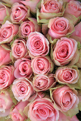 Pink roses in a wedding arrangement