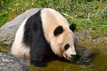 Obraz na płótnie Canvas Giant panda bear at Vienna Zoo, Austria 