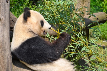 Fototapety  Panda wielka w wiedeńskim zoo, Austria