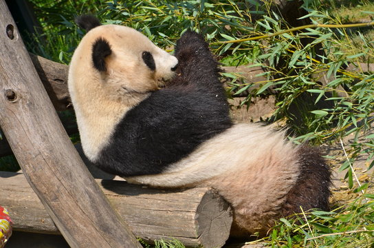 Fototapeta Giant panda bear at Vienna Zoo, Austria  