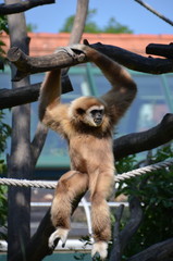 White handed Gibbon Ape in Schönbrunn zoo, Vienna