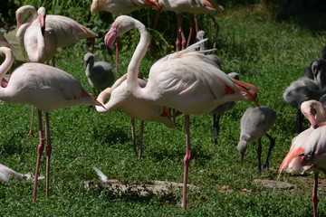 Pink Flamingos in Vienna zoo