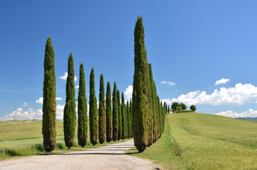 Cypress trees along rural road. Tuscany, Italy