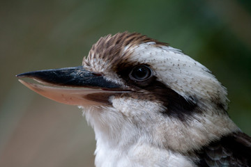 Lachender Hans, Kookaburra