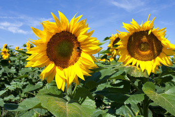 France. Champs de Tournesol,Tarn-et-Garonne 