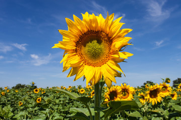 France. Champs de Tournesol,Tarn-et-Garonne 