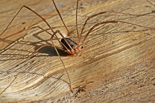 Сенокосец обыкновенный (Phalangium opilio)