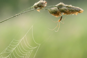 long-legged spider winds its network in the morning dew
