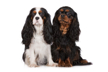 two cavalier king charles spaniel dogs on white