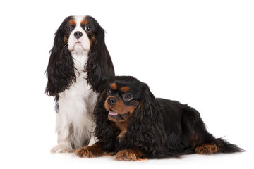 two cavalier king charles spaniel dogs on white