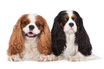 two cavalier king charles spaniel dogs on white - obrazy, fototapety, plakaty