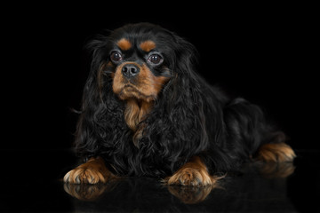 cavalier king charles spaniel dog on black