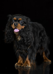 cavalier king charles spaniel dog on black