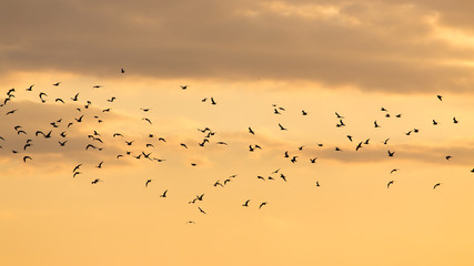 a flock of birds at dawn, the sun