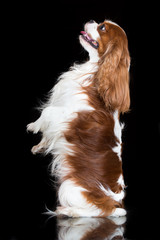 cavalier king charles spaniel dog on black
