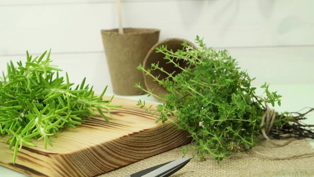 Bunches of rosemary and thyme with old-fashioned scissors. Wood table background.