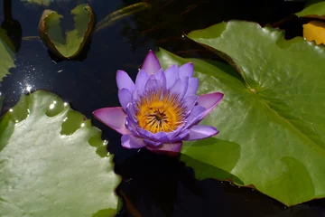 Sheer curtains Waterlillies Purple Lily/Lotus Flower