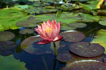 Fototapete Wasserlilien Pink Water Lily, Close-up of a Pink Lotus Flower in Water  © bodnarinq