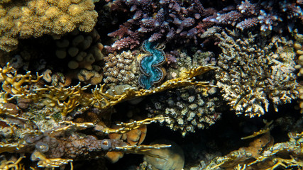 Giant Clam in the Coral Reef