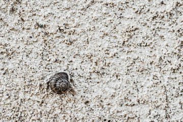 Snail on a wall