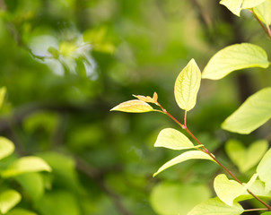 beautiful leaves on the tree in nature