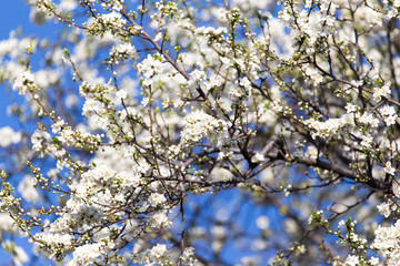 Beautiful flowers on the tree in nature