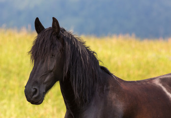 Cheval