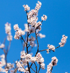 Beautiful flowers on the tree in nature