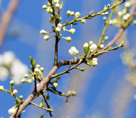 Beautiful flowers on the tree in nature