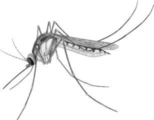 Black and white illustration of mosquito engraving style