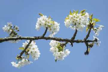 flowering branch of a cherry tree