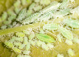 aphids on a green leaf. close