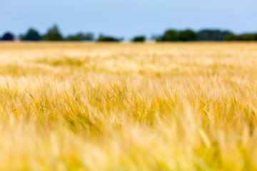 Blurred barley field