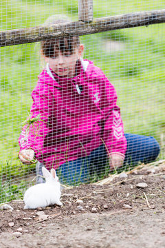 Girl feeding rabbit in enclosure
