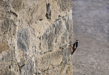 great spotted woodpecker climbing up a house wall