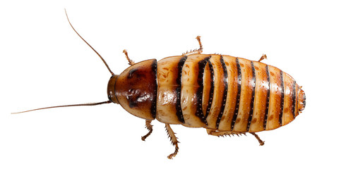 Madagascar Cockroach isolated on the white background