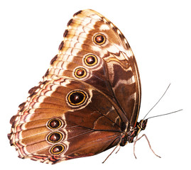 papillon brun isolé sur fond blanc
