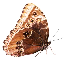 Fotobehang Vlinder bruine vlinder geïsoleerd op de witte achtergrond