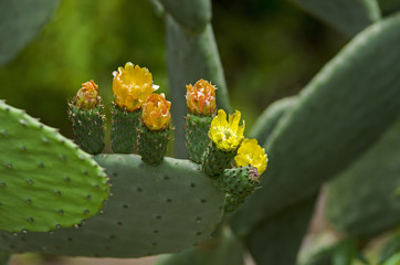 Flowering prickly pear