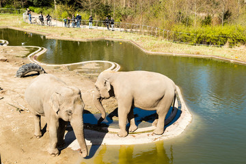 Fototapeta premium Elephants in Copenhagen Zoological Garden