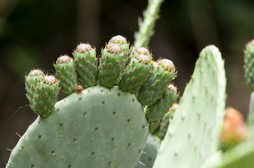 buds of prickly pear