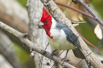 Brazilian Cardinal on Branch