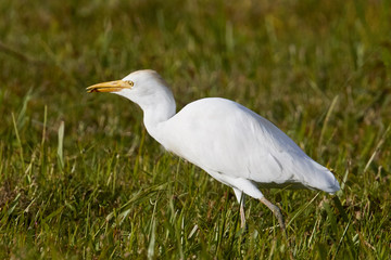 Cattle Egret Eating an Insect