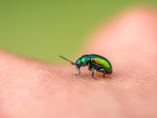 Käfer