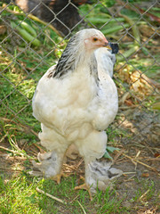 Light Brahma hen on green grass.